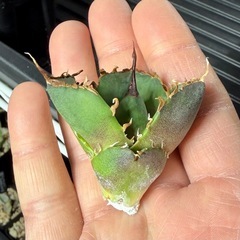 🌟No.39🌟 【白犀牛】もぎたて天芽小株 pic2,3,4の画像