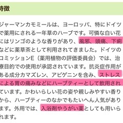 ジャーマンカモミールの苗5株以上の画像