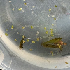 まだいます！　ミナミヌマエビ　20匹の画像