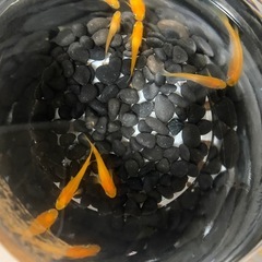 メダカ無人販売
の画像