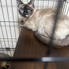 シャム風の女の子