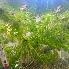 メダカ、ヤマトヌマエビ、石巻貝、アヌビアスナナプチ、アナカリスの画像