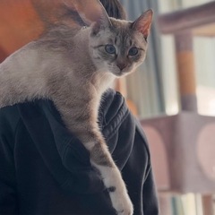 飼い続けることが困難になったため里親募集させていただきます。