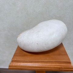 オーム貝　　貝殻の画像