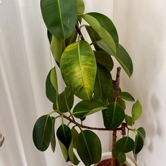 3/14まで【無料】観葉植物　ゴムの木《※注意書きあり》の画像
