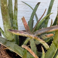 食用アロエベラ小苗25センチ苗5株の画像