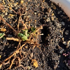 プランターの画像