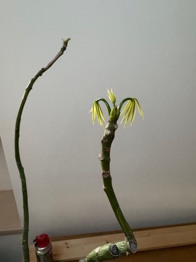 パキラ　斑入り