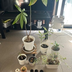 観葉植物の画像