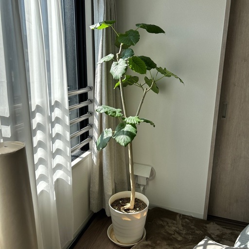 3/25まで出品❗️　観葉植物　ウンベラータ