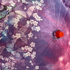 和傘　撮影用の画像