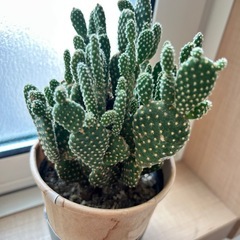 観葉植物　うちわサボテン　青山フラワーマーケットの画像