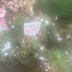 20260305 ハゴロモジャスミンの画像