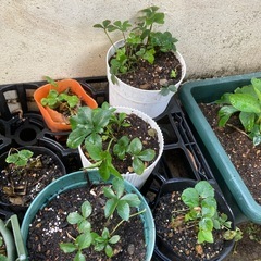 クリスマスローズの画像