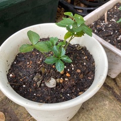 クリスマスローズの画像