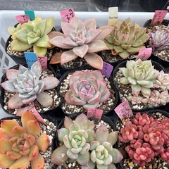 🌵多肉植物お
　　1ポット100円の画像