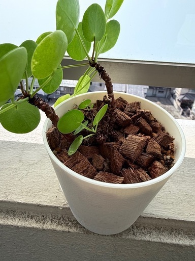 観葉植物　7点まとめて