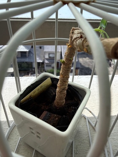 観葉植物　7点まとめて