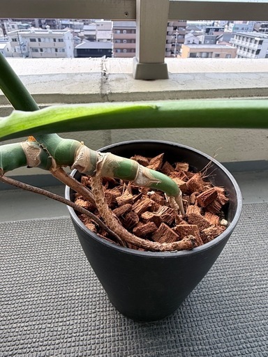観葉植物　7点まとめて