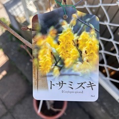 トサミズキの画像