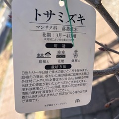 トサミズキの画像