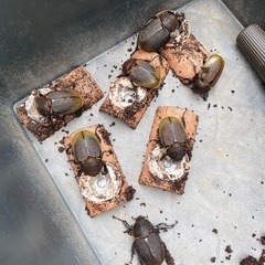 DHヘラクレスオオカブトムシ　メスの画像