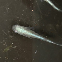 みゆきメダカの画像