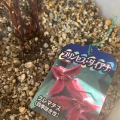 クレマチス2点とオベリスクの画像