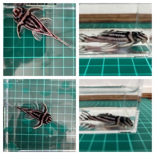 手渡し限定！！インぺリアルゼブラプレコまとめてお願いいたします。詳しくは商品説明へ。