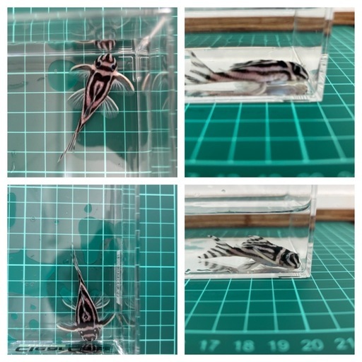 手渡し限定！！インぺリアルゼブラプレコまとめてお願いいたします。詳しくは商品説明へ。