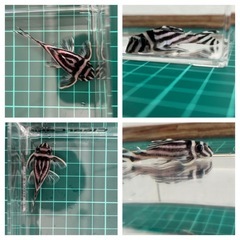 手渡し限定！！インぺリアルゼブラプレコまとめてお願いいたします。詳しくは商品説明へ。の画像