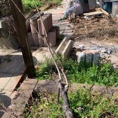 次郎柿の苗木の画像