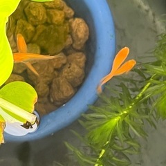 楊貴妃メダカ5匹の画像