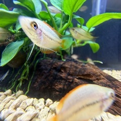 熱帯魚20匹④　ゴールデンハニードワーフグラミー稚魚　20匹の画像