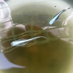 幹之メダカ5匹の画像