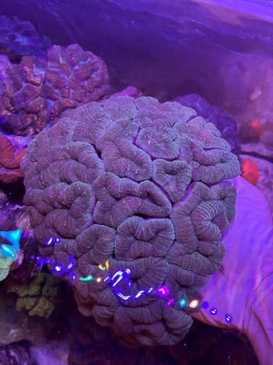 ハナガタサンゴ　ホールサイズ