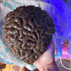 15日までのサンゴの日セール！ハナガタサンゴ　ホールサイズの画像