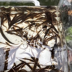 シマドジョウの画像