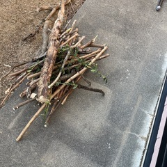 伐採木　　　の画像