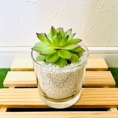 綾桜　センペルビウム　多肉植物　ハイドロカルチャー　ゼオライトの画像