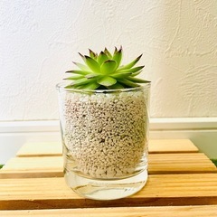 綾桜　センペルビウム　多肉植物　ハイドロカルチャー　ゼオライトの画像