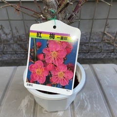紅梅　一重咲の画像
