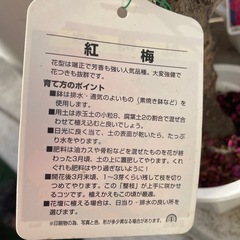 紅梅　一重咲の画像