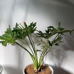 【早い者勝ち】観葉植物どれでもひとつ1000円 の画像