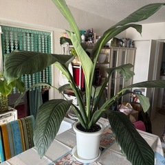  【お取引中】スパティフィラムセンセーション 特大8号 斑入り 新芽 観葉植物 鉢・受け皿付きの画像