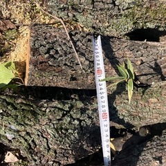 薪材無料（自分で運搬出来る方のみ）の画像