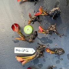 🌸 睡蓮（マニーレッド）1ポットの画像