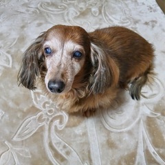 【譲渡交渉中です】ダックスフンドの男の子です - 犬