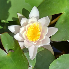 ミニ水連花の色が赤か白解らなくなってしまったのでお安くしています。の画像