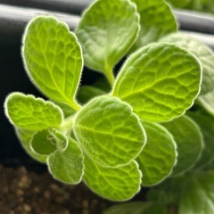 アロマティカスの画像